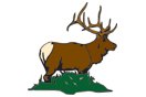 Elk