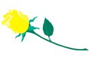 Yellow Rose