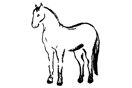 Horse 4